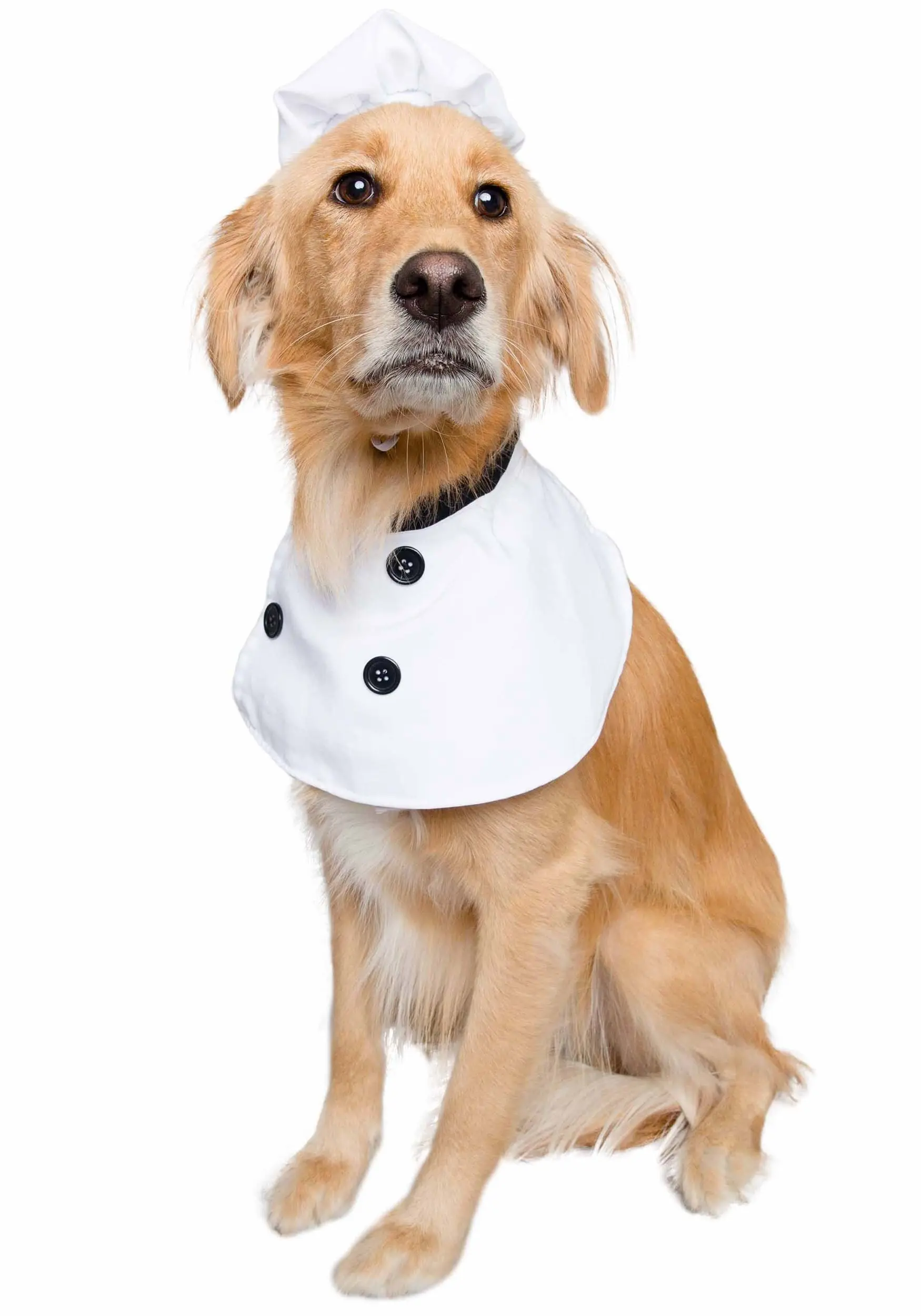 Chef Costume For Pets - Image 2