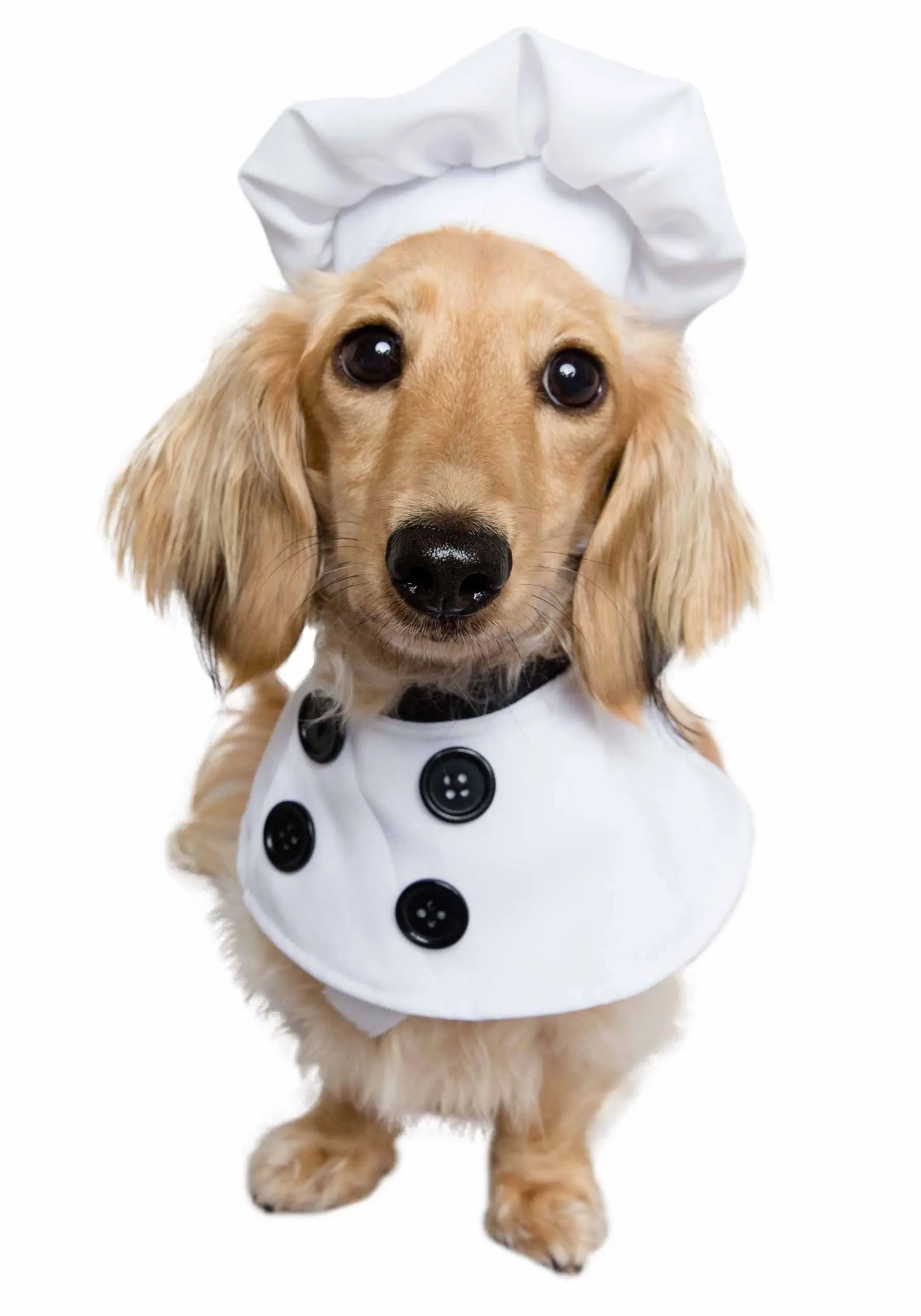 Chef Costume For Pets